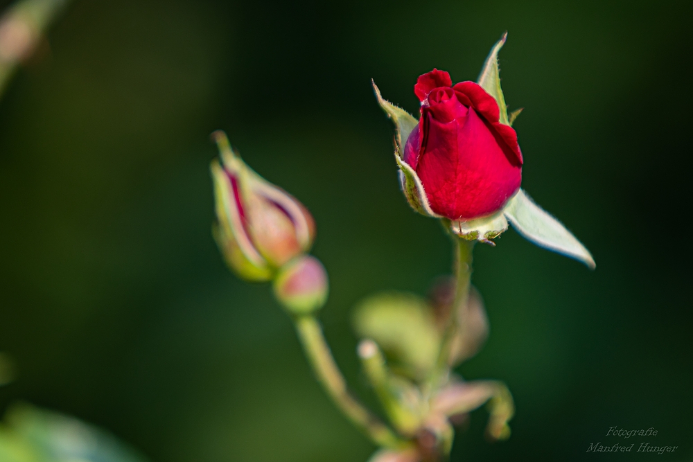 Fototour / Rosarium Uetersen / 220705 / 04