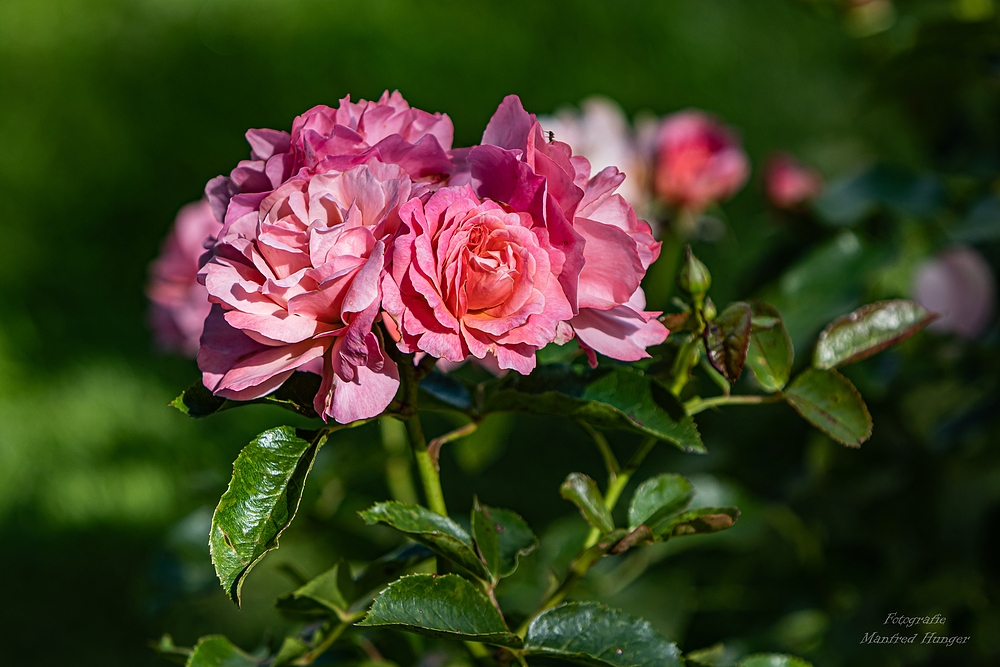 Fototour / Rosarium Uetersen / 220705 / 07