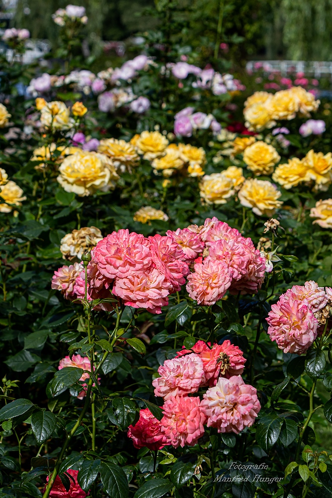 Fototour / Rosarium Uetersen / 220705 / 08