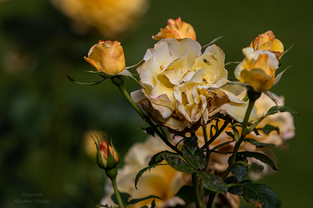 Fototour / Rosarium Uetersen / 220705 / 09