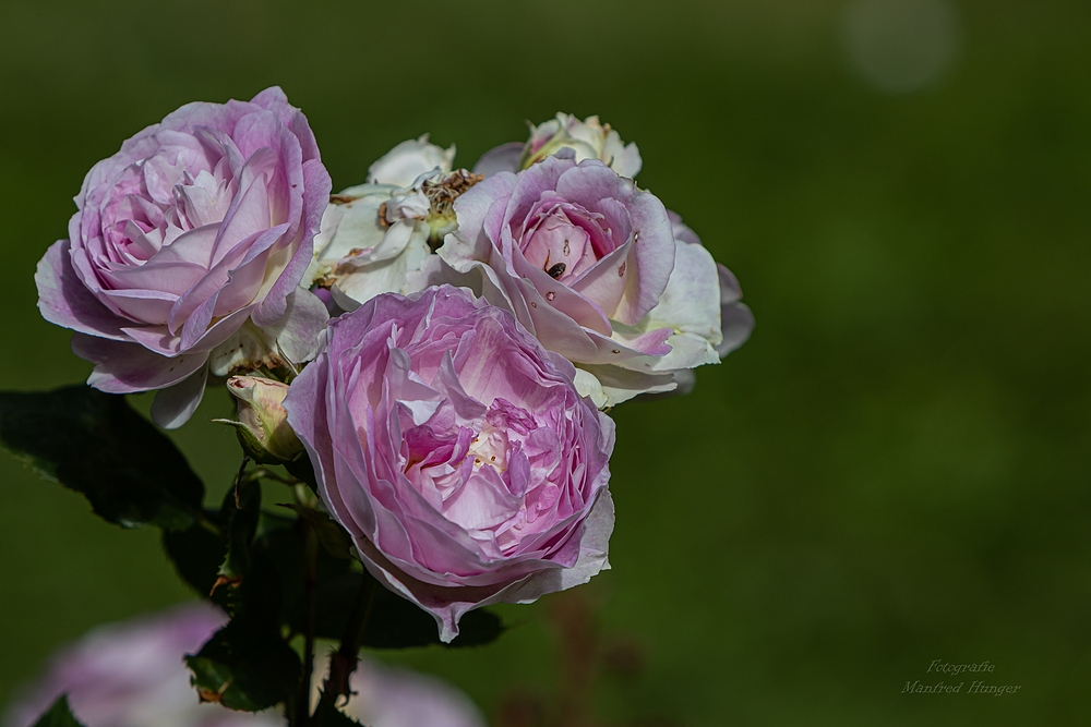 Fototour / Rosarium Uetersen / 220705 / 10