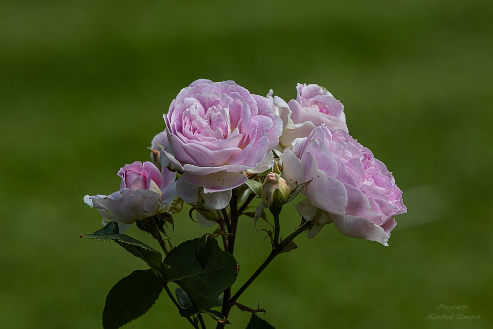 Fototour / Rosarium Uetersen / 220705 / 12