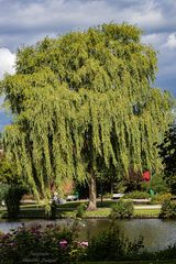 Fototour / Rosarium Uetersen / 220705 / 16