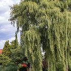 Fototour / Rosarium Uetersen / 220705 / 18