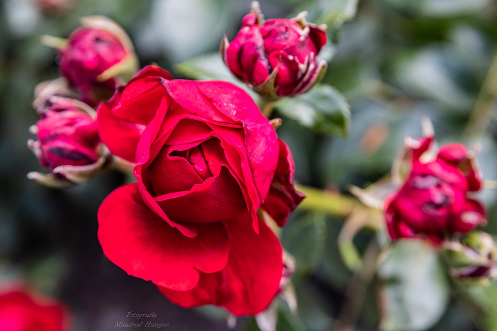 Fototour / Rosarium Uetersen / 220705 / 21