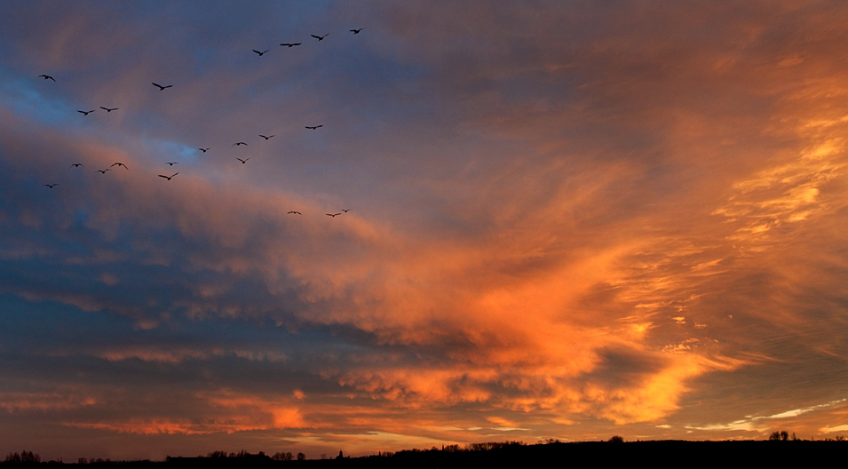 Fototour Wildgänse am Niederrhein - Wolkenstimmung - Naturschutzgebiet Düffel