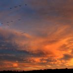 Fototour Wildgänse am Niederrhein - Wolkenstimmung - Naturschutzgebiet Düffel