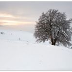 Fototour "Windbuchen am Schauinsland"