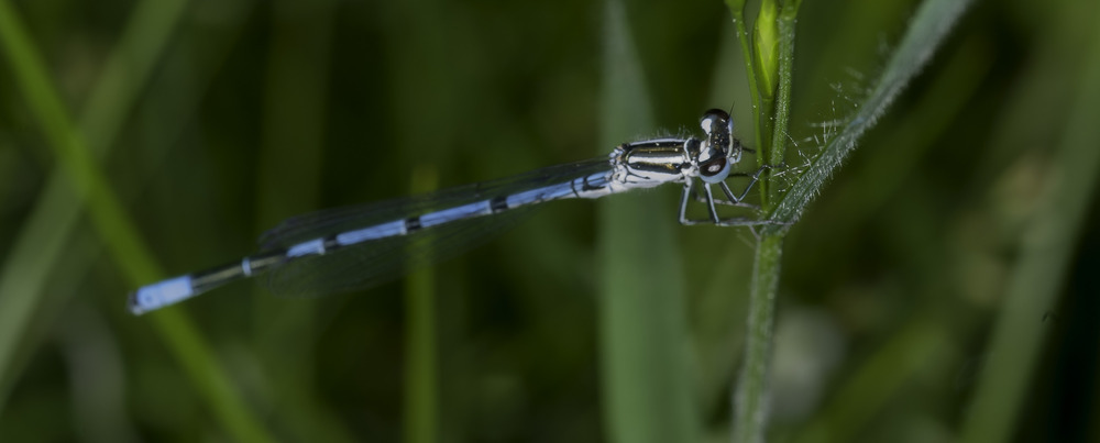 Fototreff Pfingsten 2013 Langener Schloßlibelle