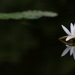 Fototreffen in Bremen - Seerose (Schnitt)