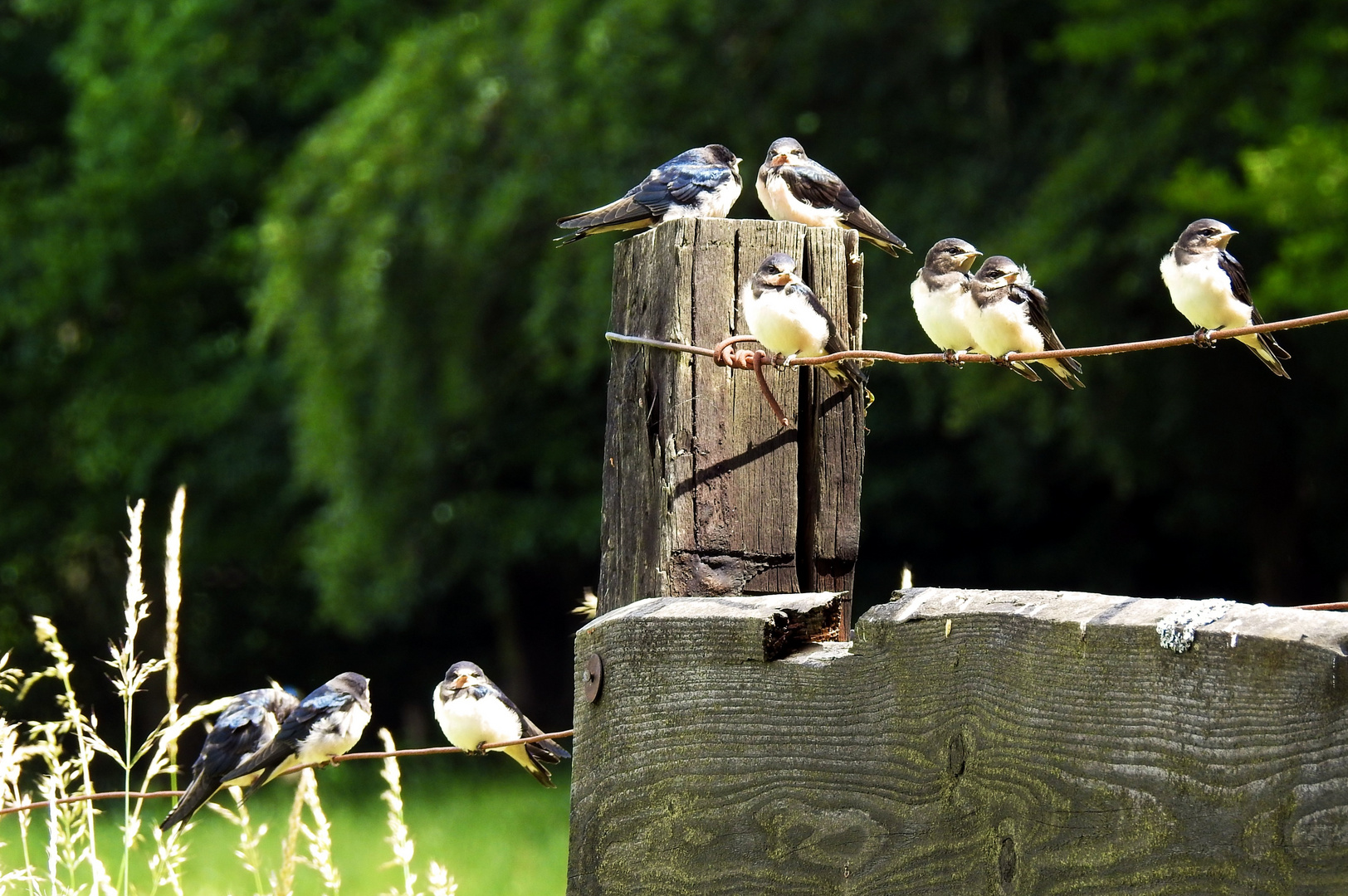 Fototreffen mit Schwalben...