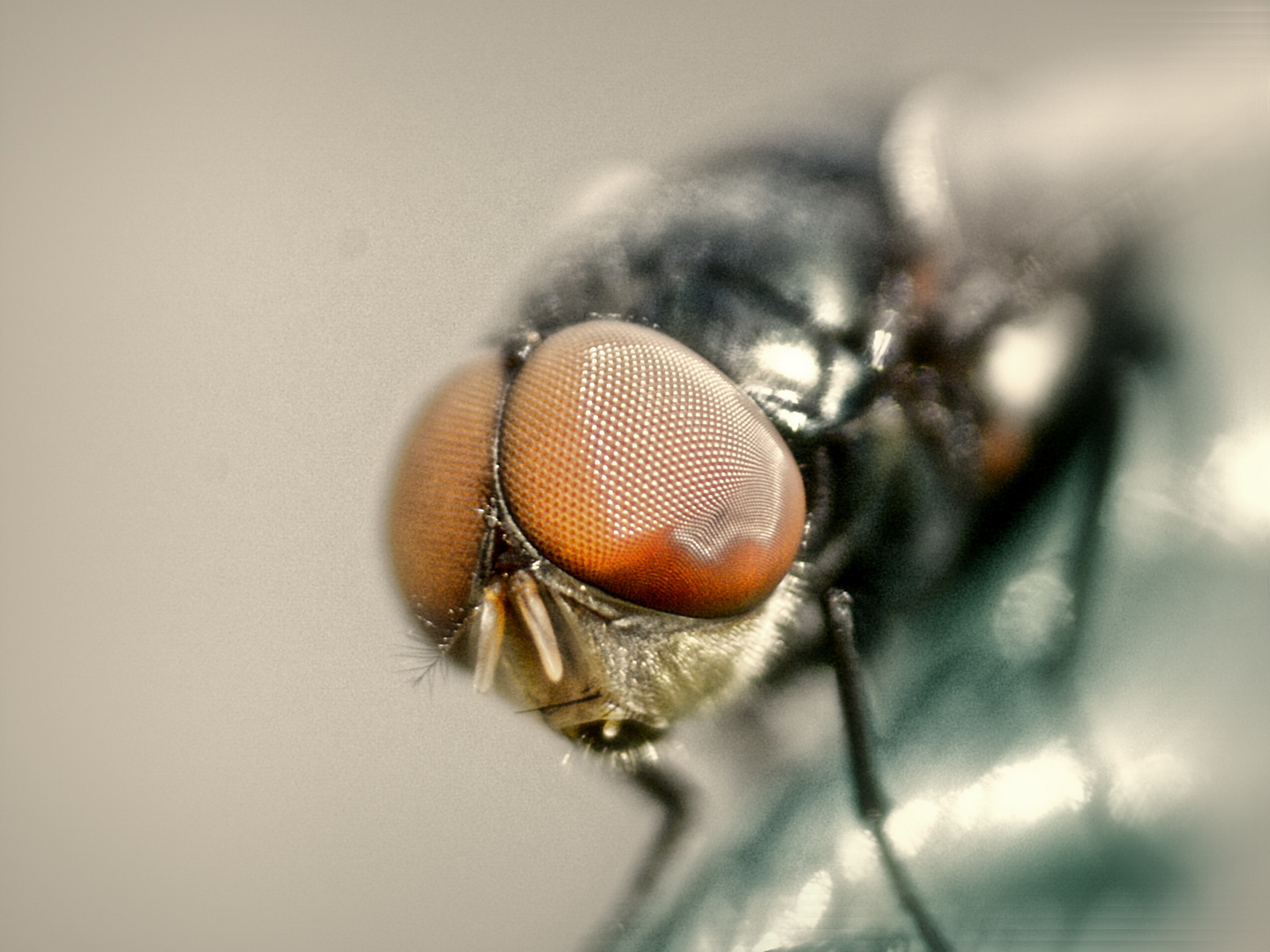 fotours - face-to-face mit Fliege