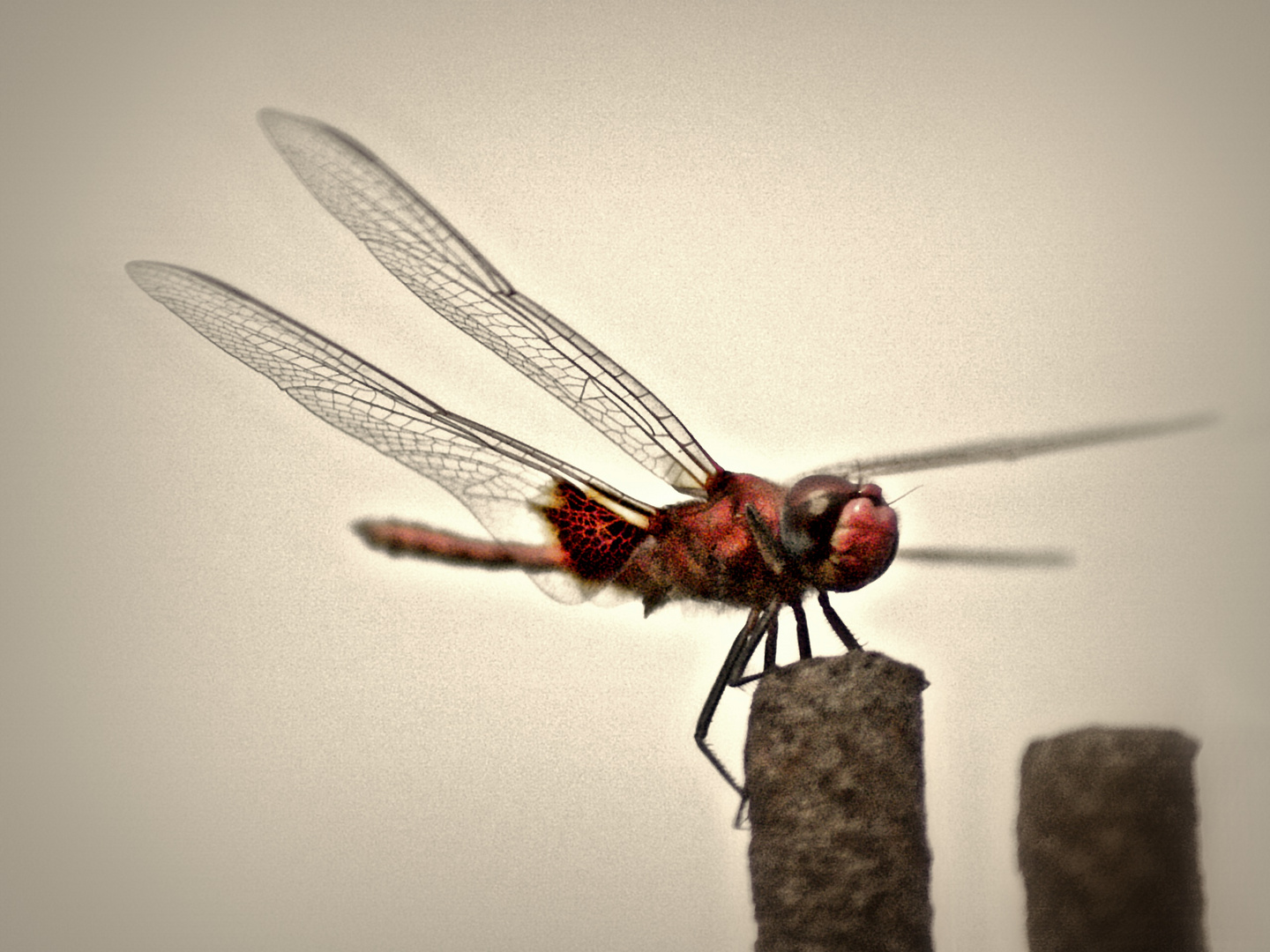 fotours - Libelle beim Sonne Tanken