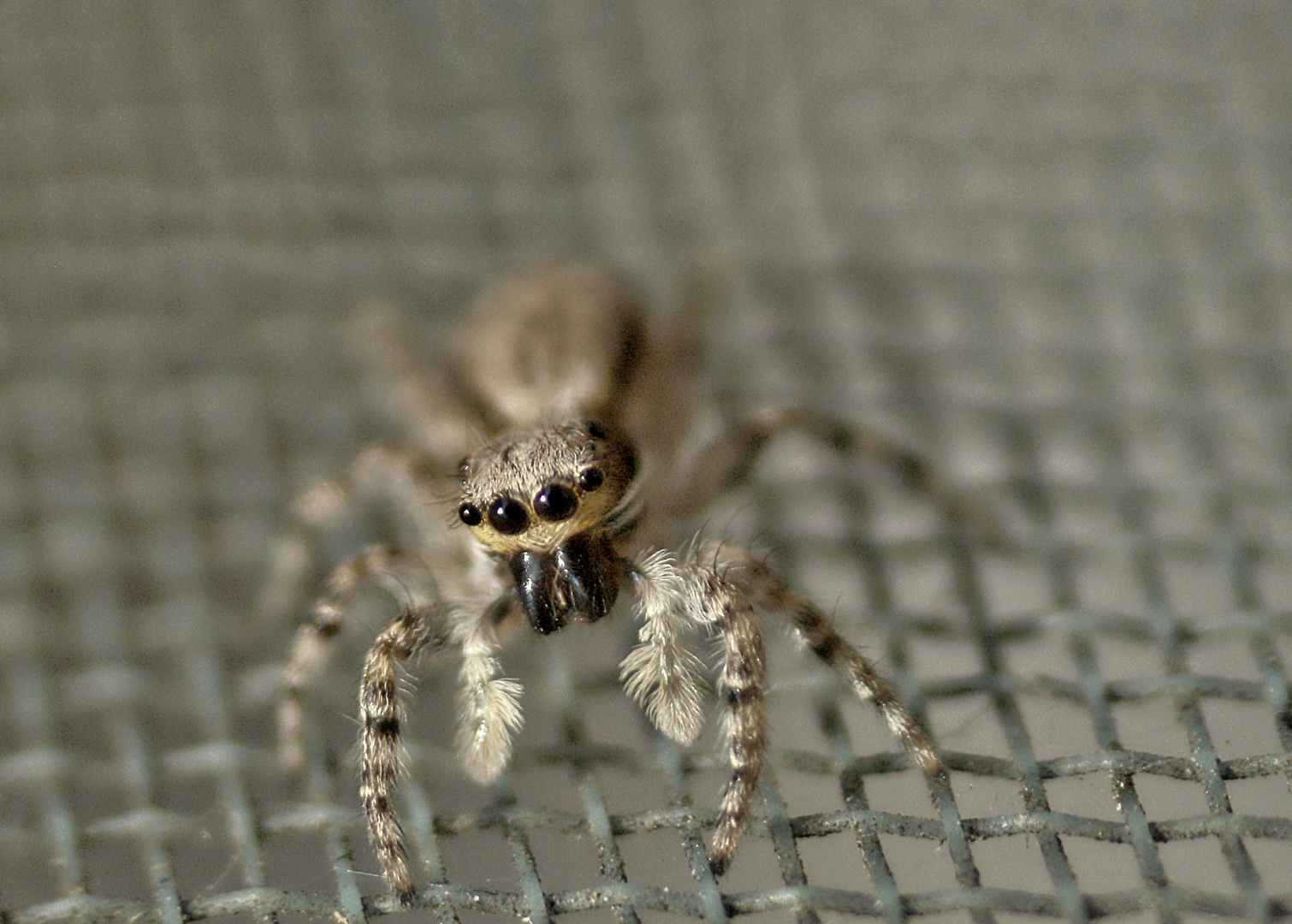 fotours - Springspinne auf Fliegengitter