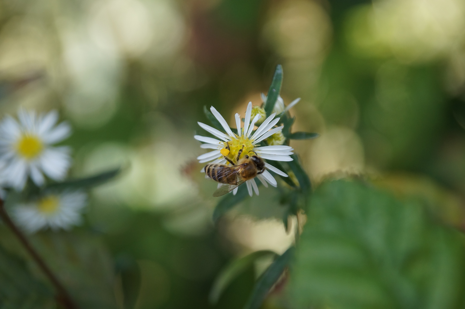 Fotoversuch im Garten