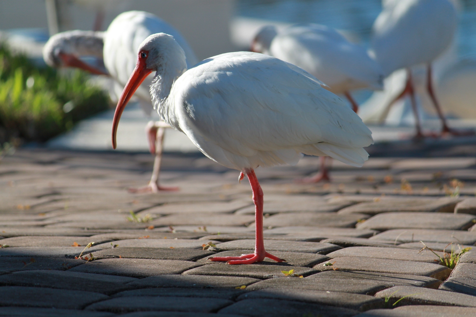 Fotovögel