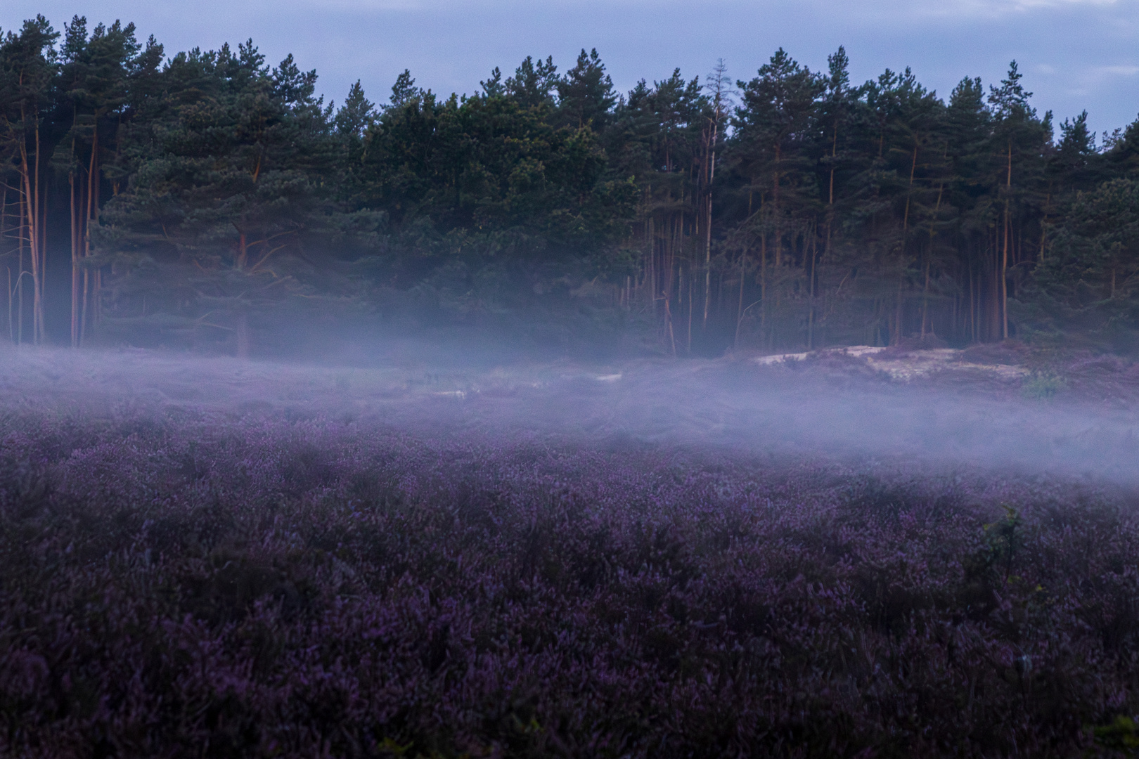 Fotowalk durch die Heide