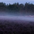 Fotowalk durch die Heide