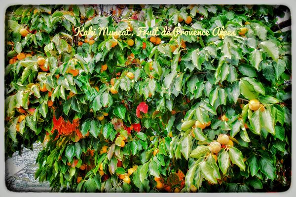 "Fotowalk" in Forcalquier