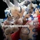 Fotowettbewerb Tauchen online