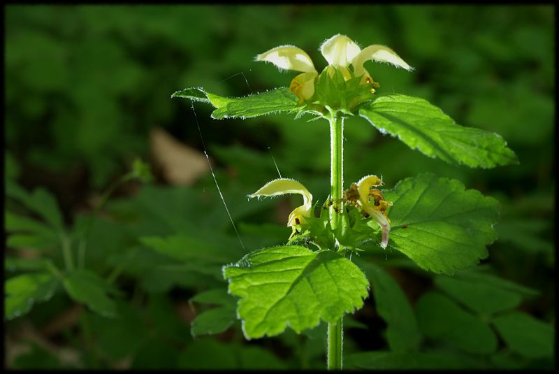 Fotoworkshop: Eine Lichtaura für die kleinen Naturwunder