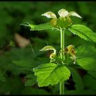 Fotoworkshop: Eine Lichtaura für die kleinen Naturwunder