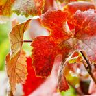 Fotoworkshop: Landschaftsfotografie in den Weinbergen an der Unstrut