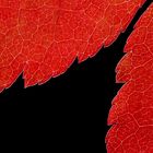 Fotoworkshop: Makrofotografie zum Herbstblatt im Hainich