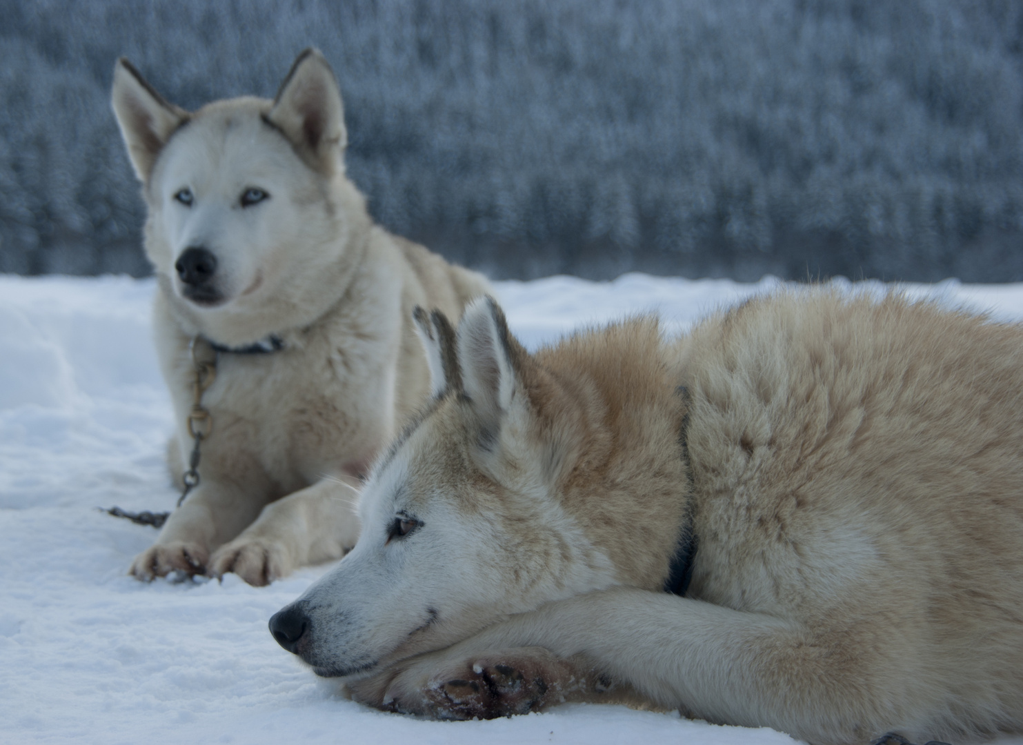 Fotoworkshop mit Huskys