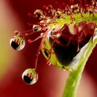 Fotoworkshop: Naturwunder der Rhön