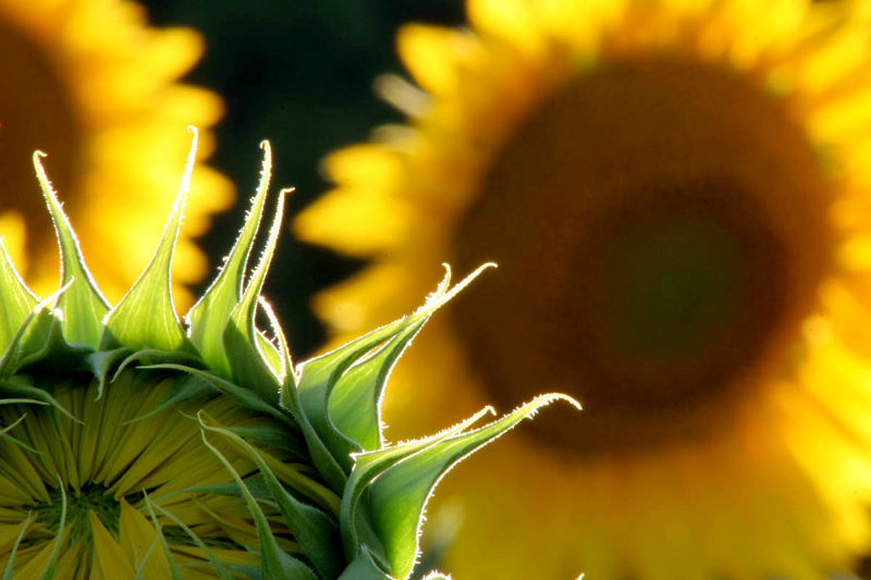 Fotoworkshop Sonnenblumen