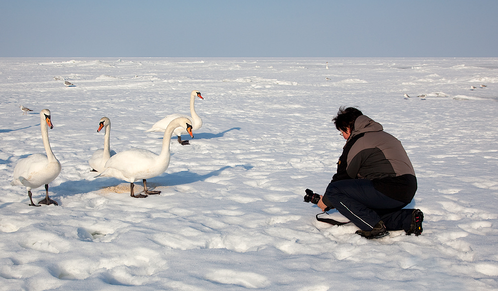 Fotoworkshop: Wie fotografieren wir einen Schwan?