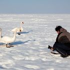 Fotoworkshop: Wie fotografieren wir einen Schwan?