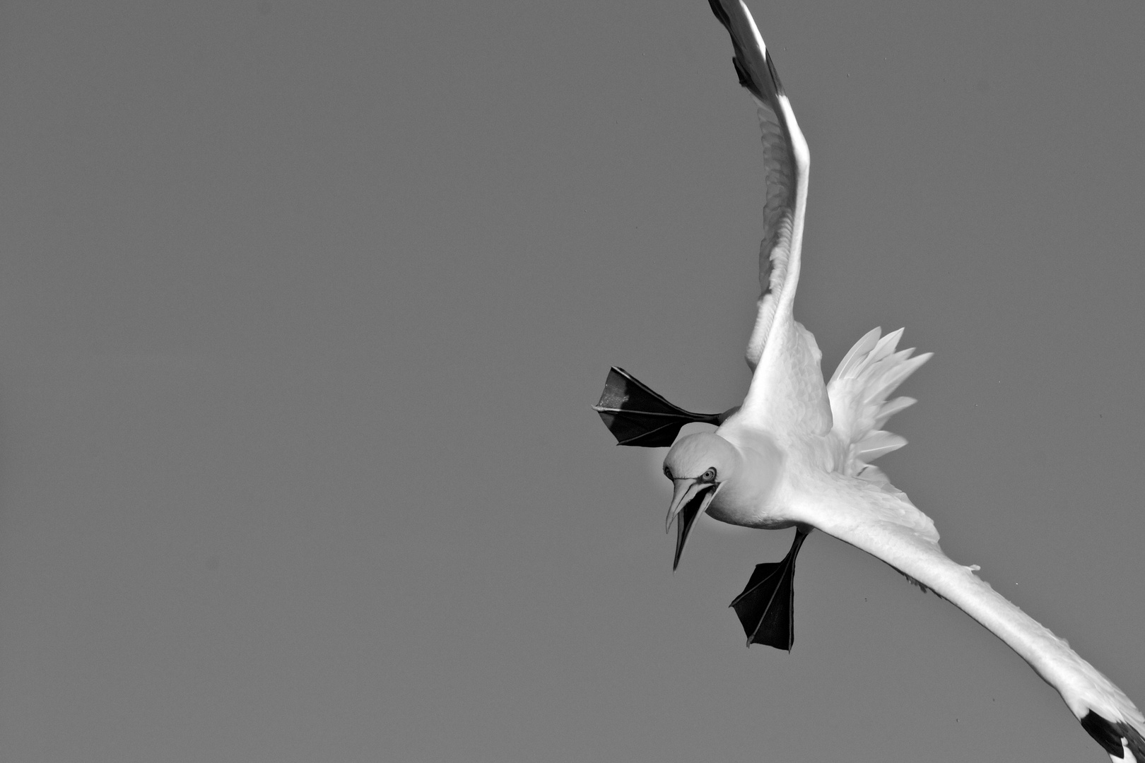 Fou de Basant