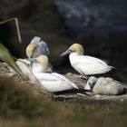 Fou de bassan en Nouvelle Zélande