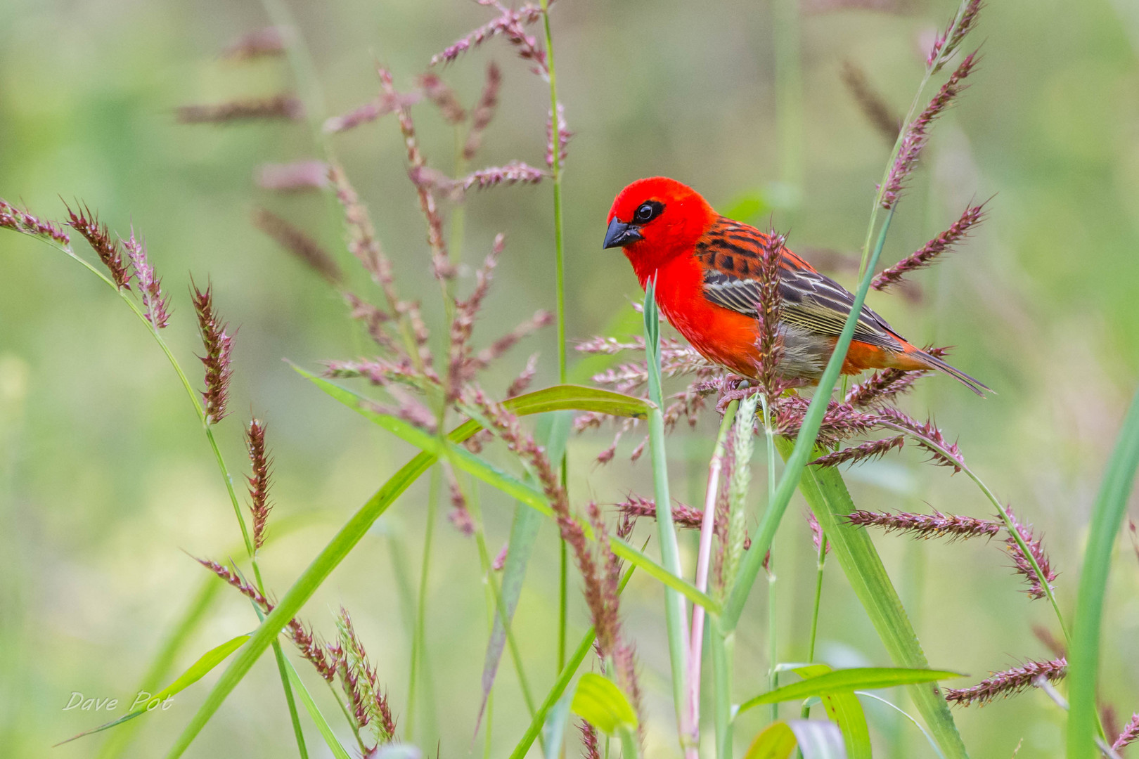 Foudi Rouge