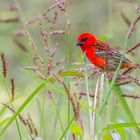 Foudi Rouge