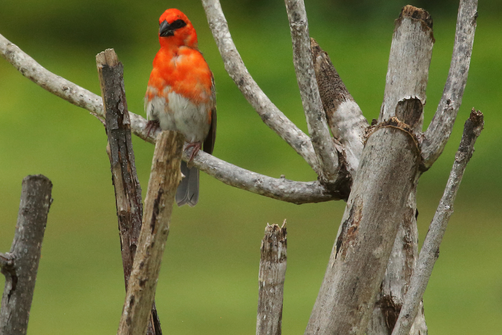 Foudia madagascariensis