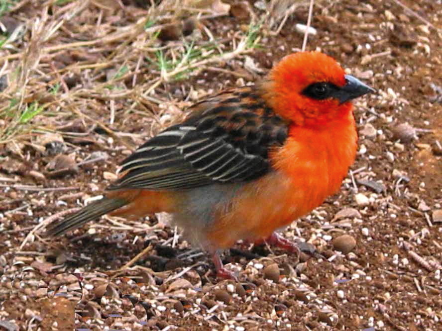 Foudia madagascariensis - handzahmer Vogel (Mauritius)