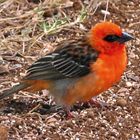 Foudia madagascariensis - handzahmer Vogel (Mauritius)