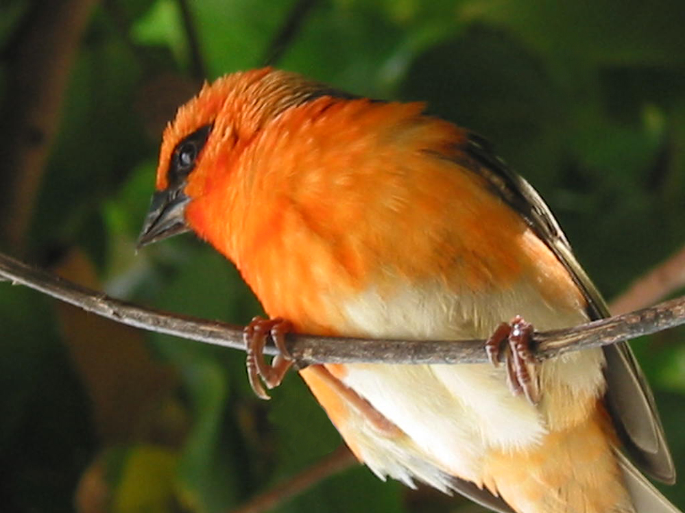 Foudia madagascariensis - handzahmer Vogel (Mauritius)
