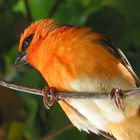 Foudia madagascariensis - handzahmer Vogel (Mauritius)