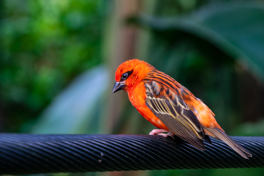 Foudia madagascariensis (Madagaskarweber)