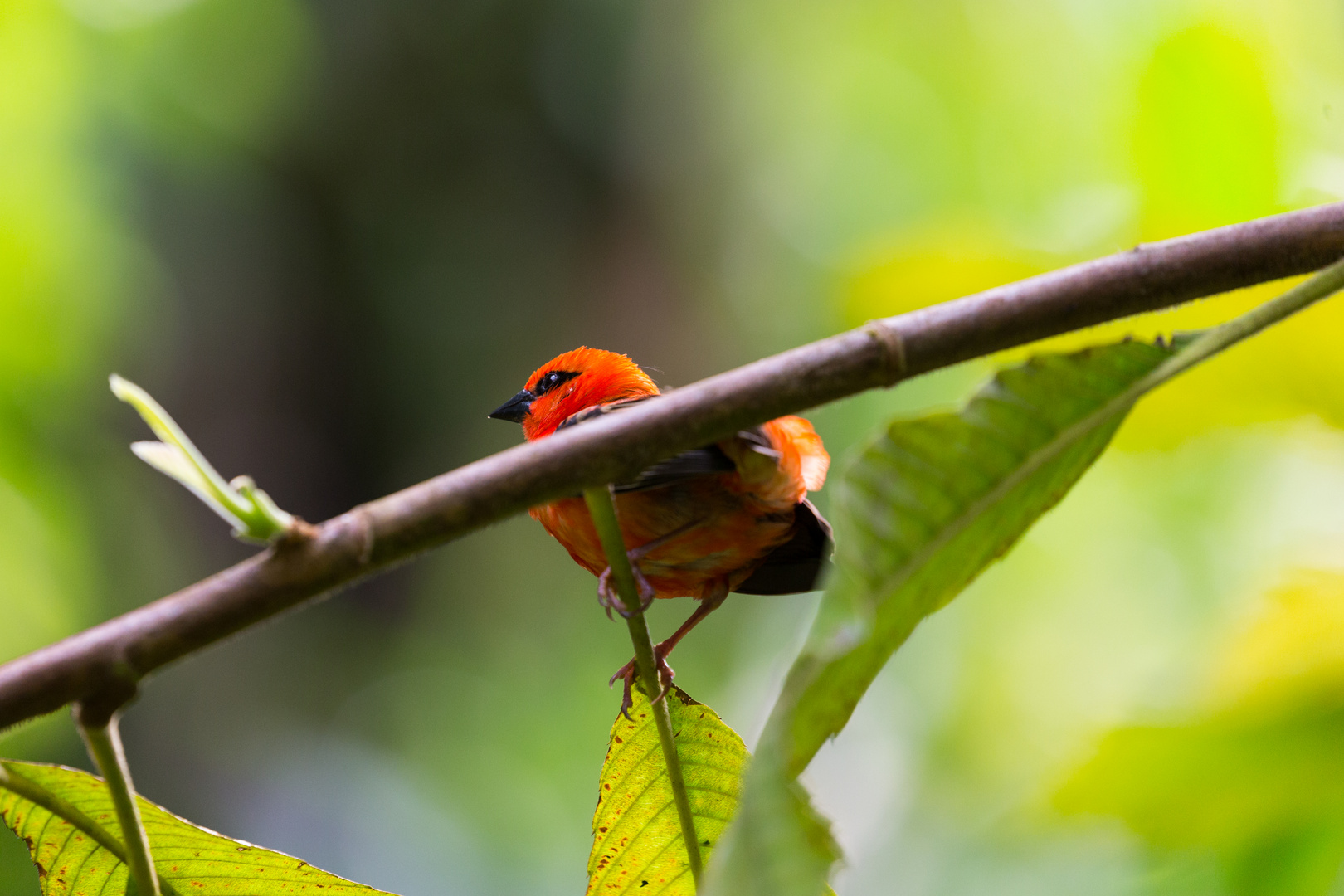 Foudia madagascariensis - Madagaskarweber I