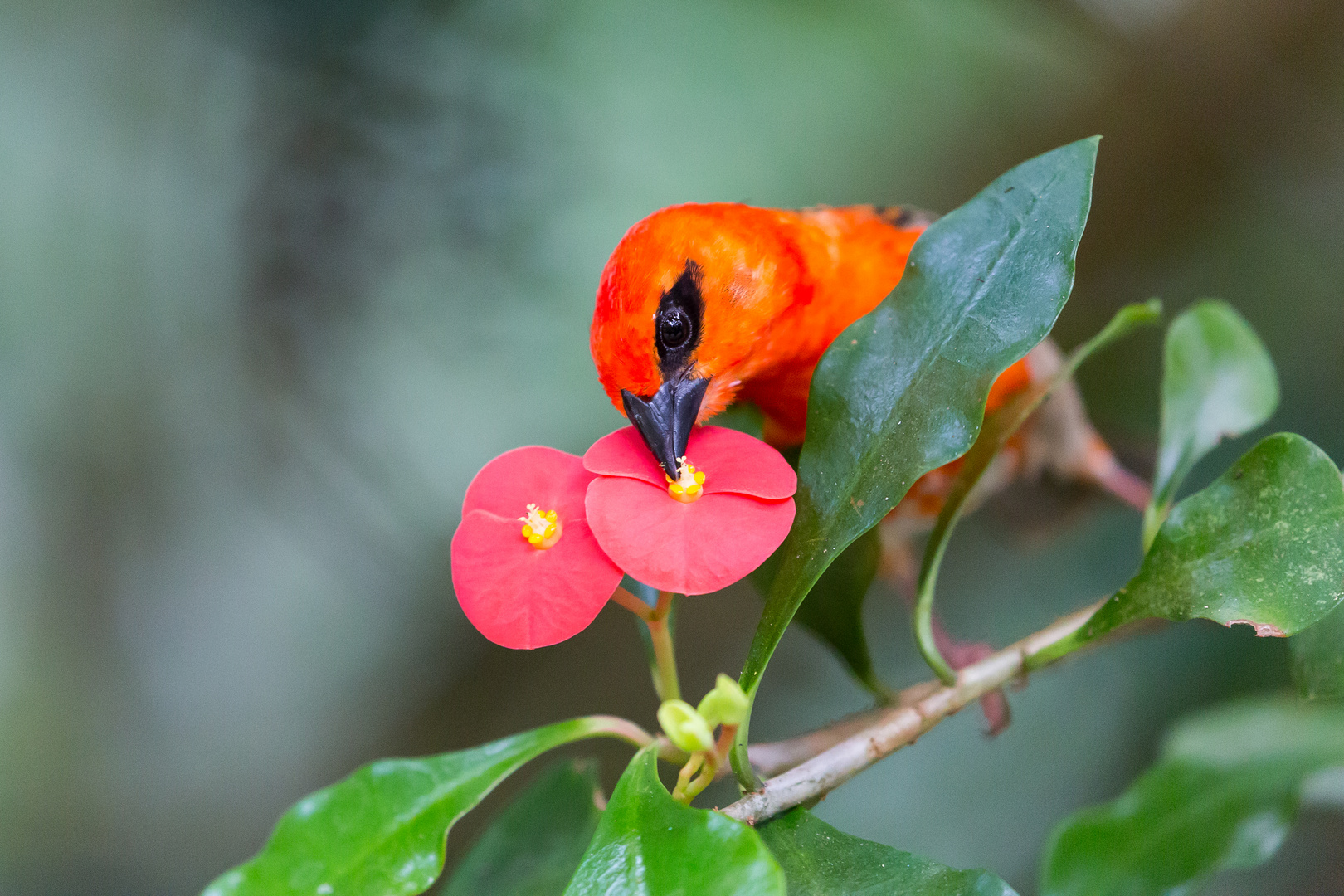 Foudia madagascariensis - Madagaskarweber III