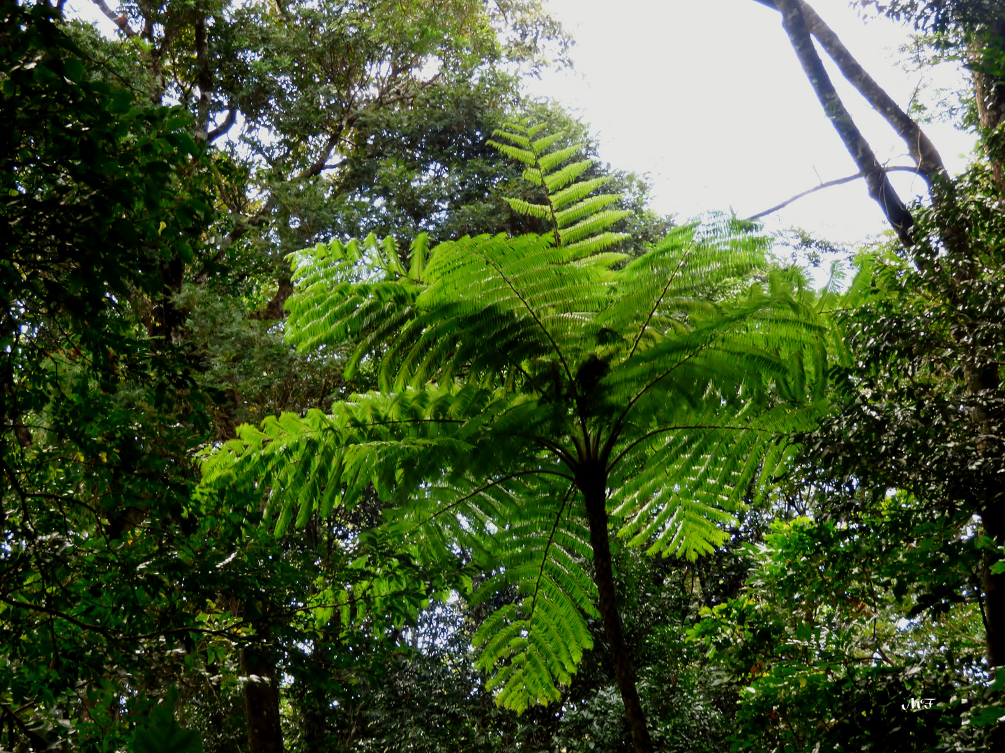 fougère arborescente