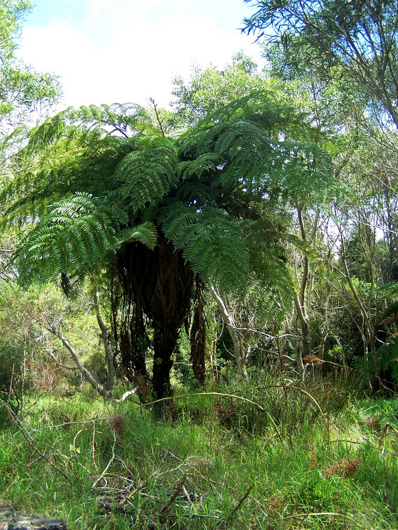 Fougère arborescente dans une forêt primaire de l'Ile de la Réunion