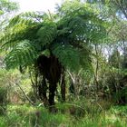 Fougère arborescente dans une forêt primaire de l'Ile de la Réunion