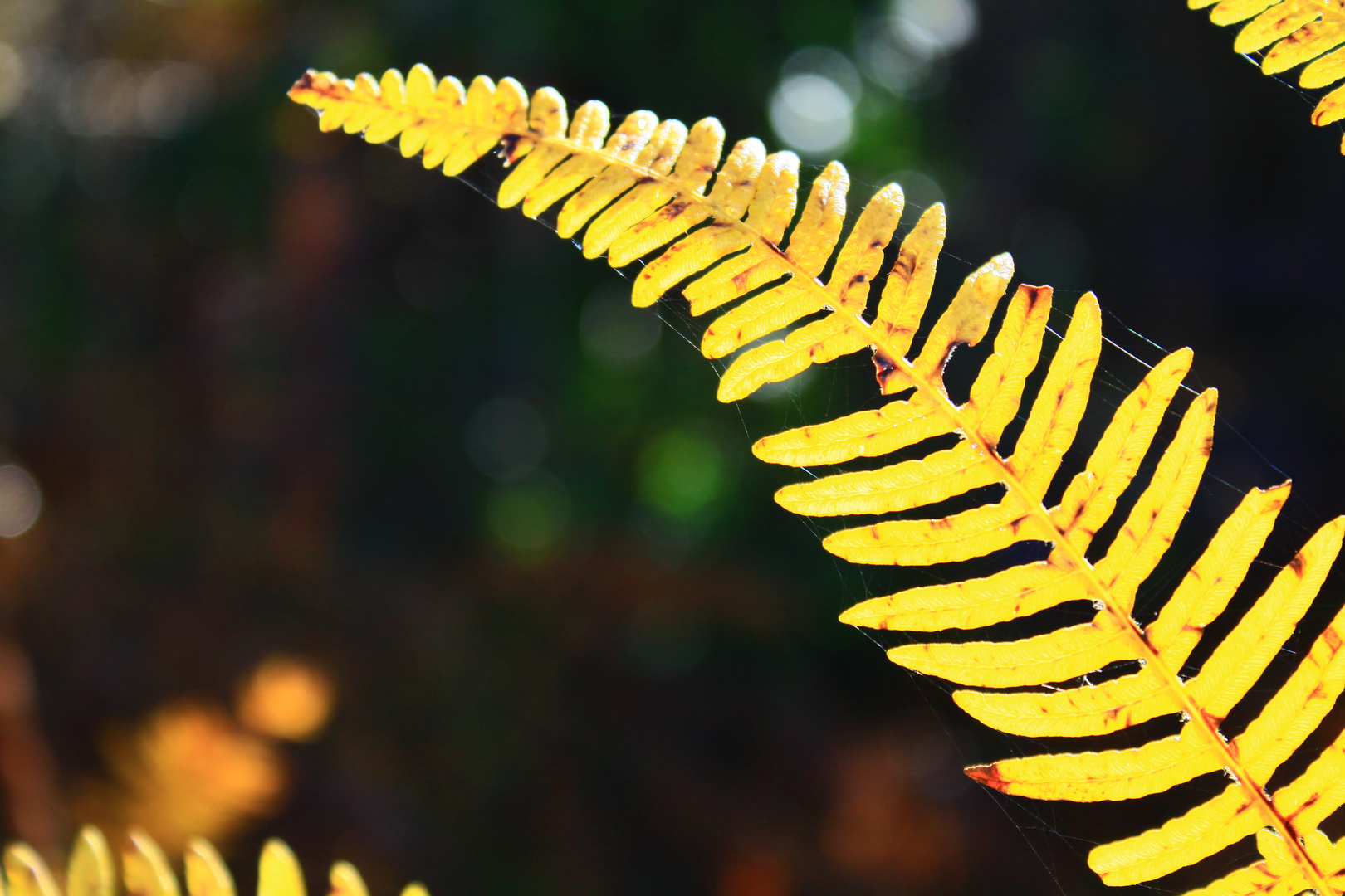 fougere macro