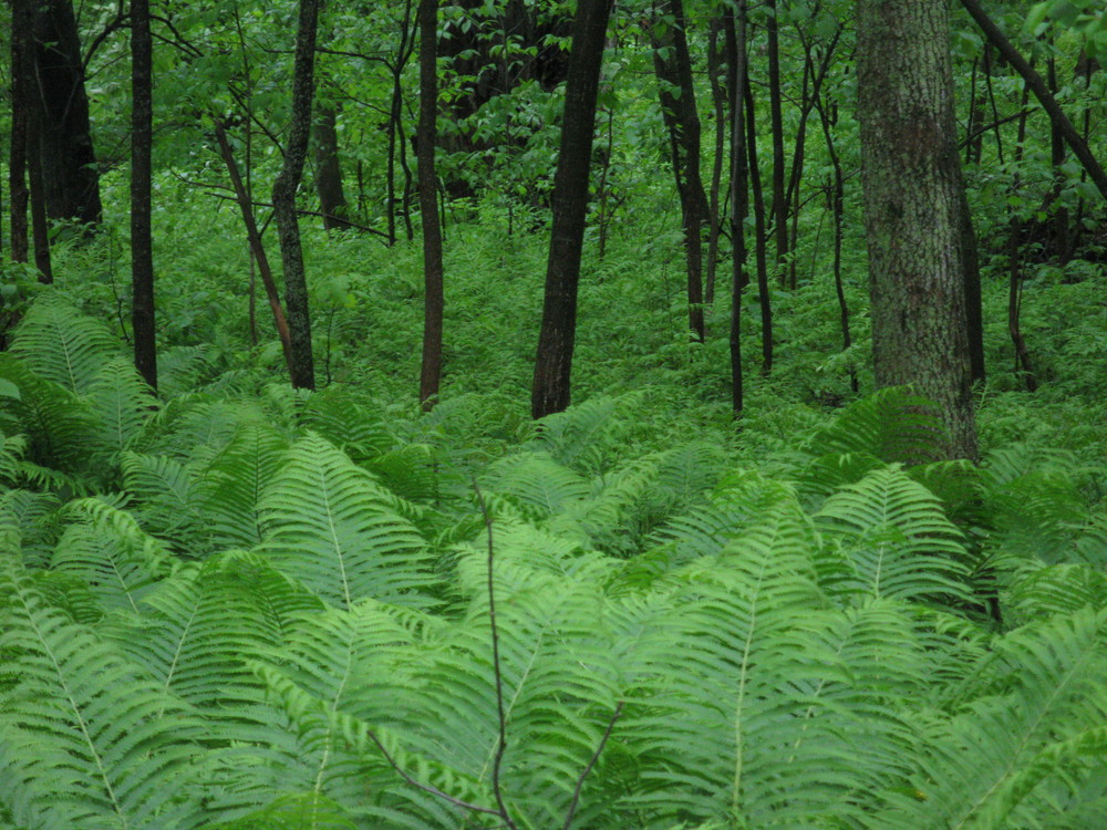 Fougères et sous-bois